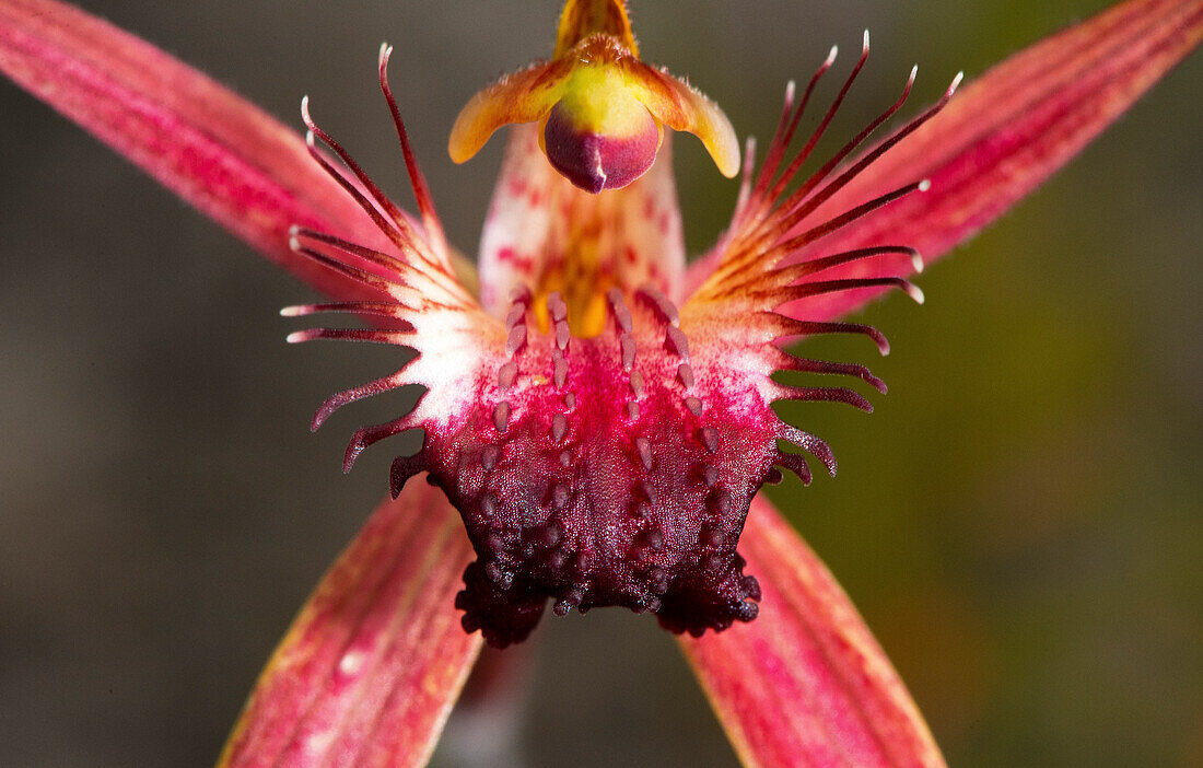 Spider orchid in the Fitzgerald River Biosphere in Western Australia