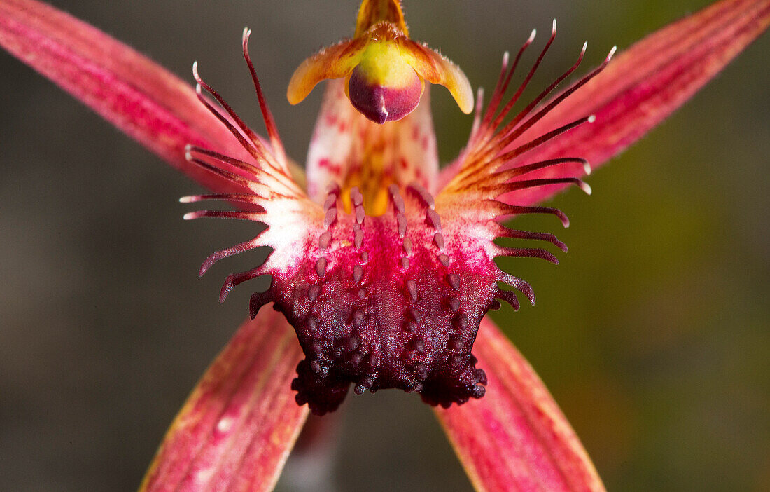 Spinnenorchidee in der Fitzgerald River Biosphere in Westaustralien