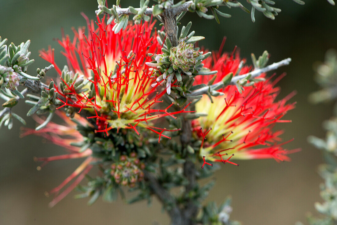 Beaufortia incana in der Tarin Rock Nature Reserve in Westaustralien