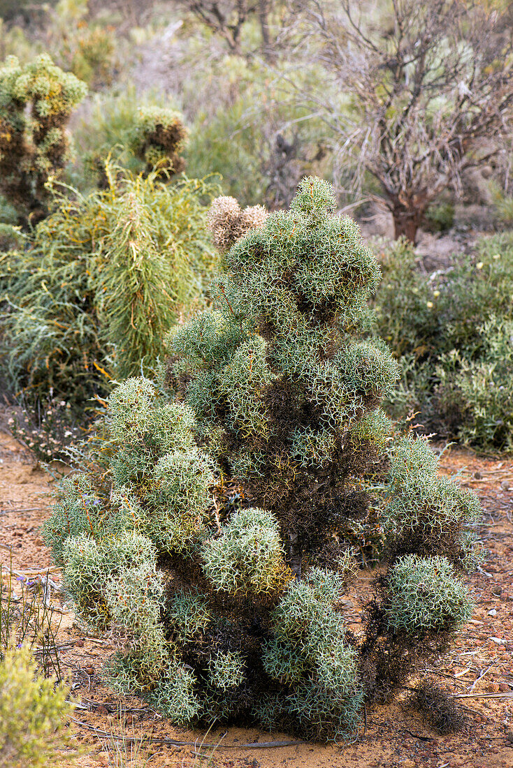 Extraordinary vegetation in the Tarin Rock Nature Reserve in Western Australia