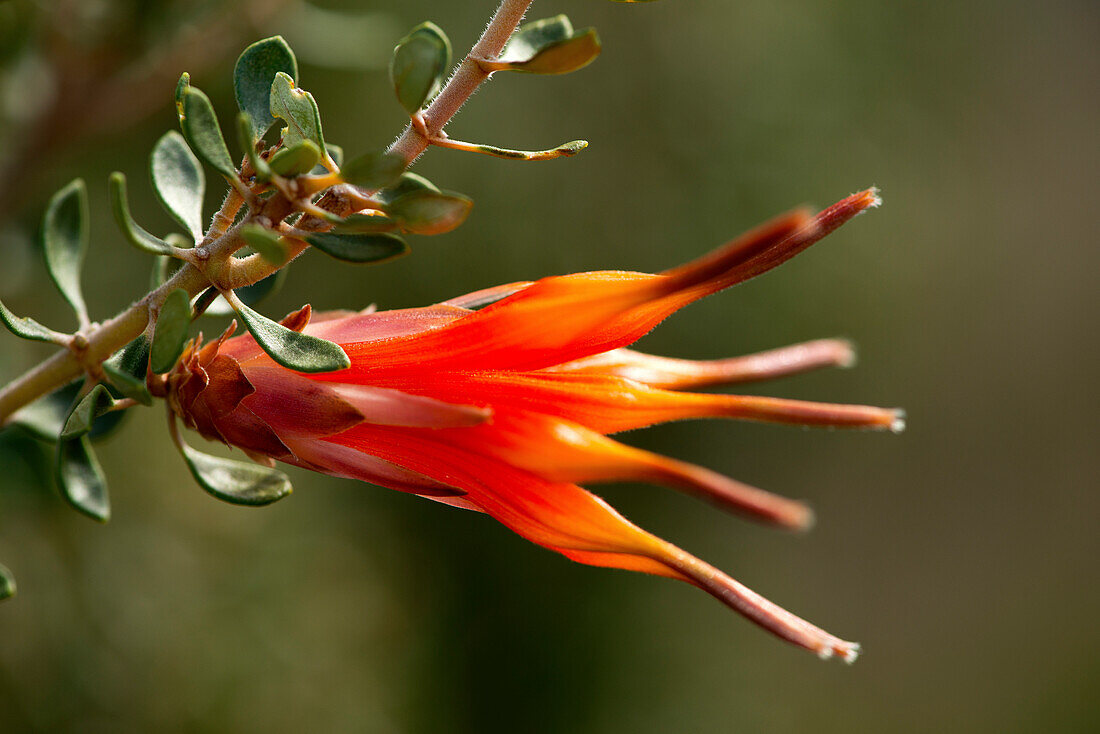 Blühende Lambertia intermis im Cape le Grand National Park in Westaustralien
