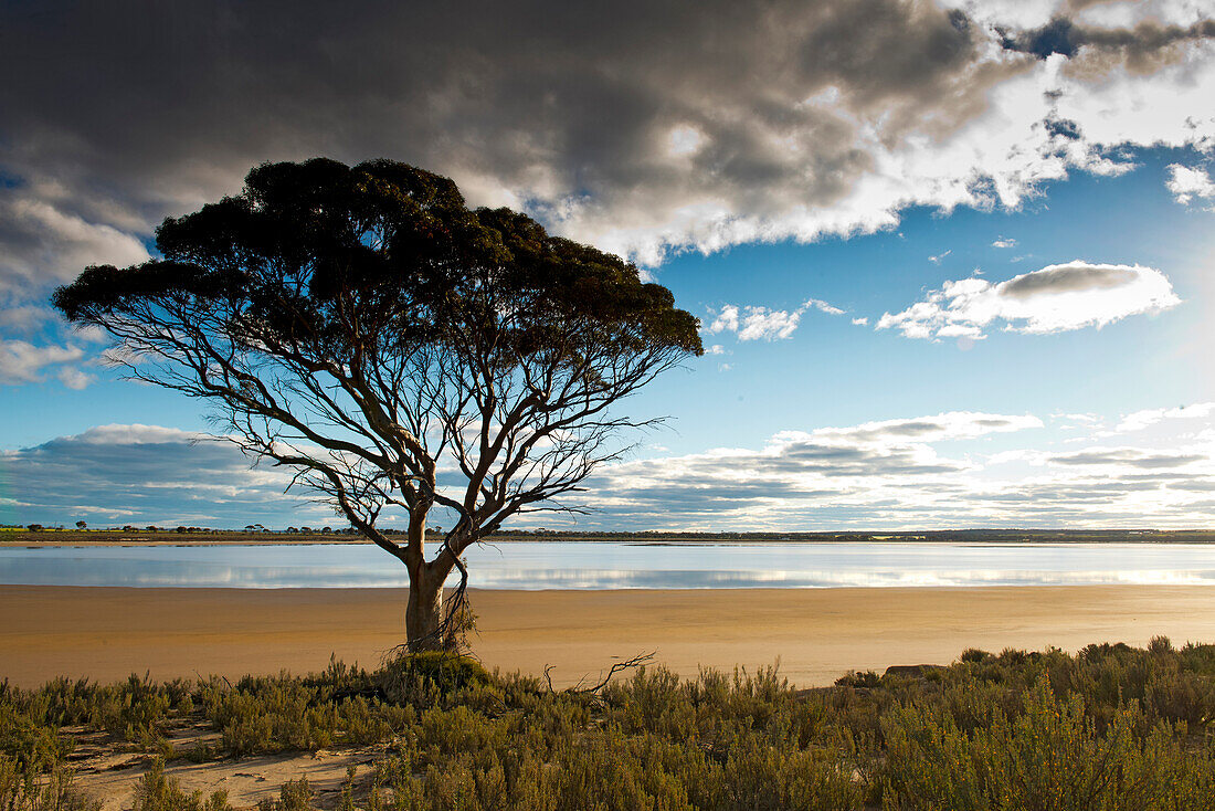Eucalyptus tree on the shores of Lake King in Western Australia