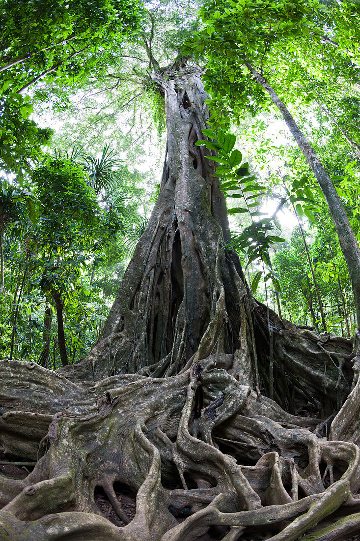 Buttress Roots of Giant Strangler Fig Tree, Ficus sp., Christmas Island, Australia
