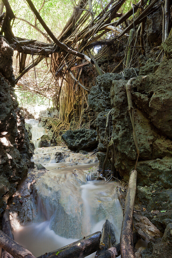 Andersons Dale Trail, Christmas Island, Australia