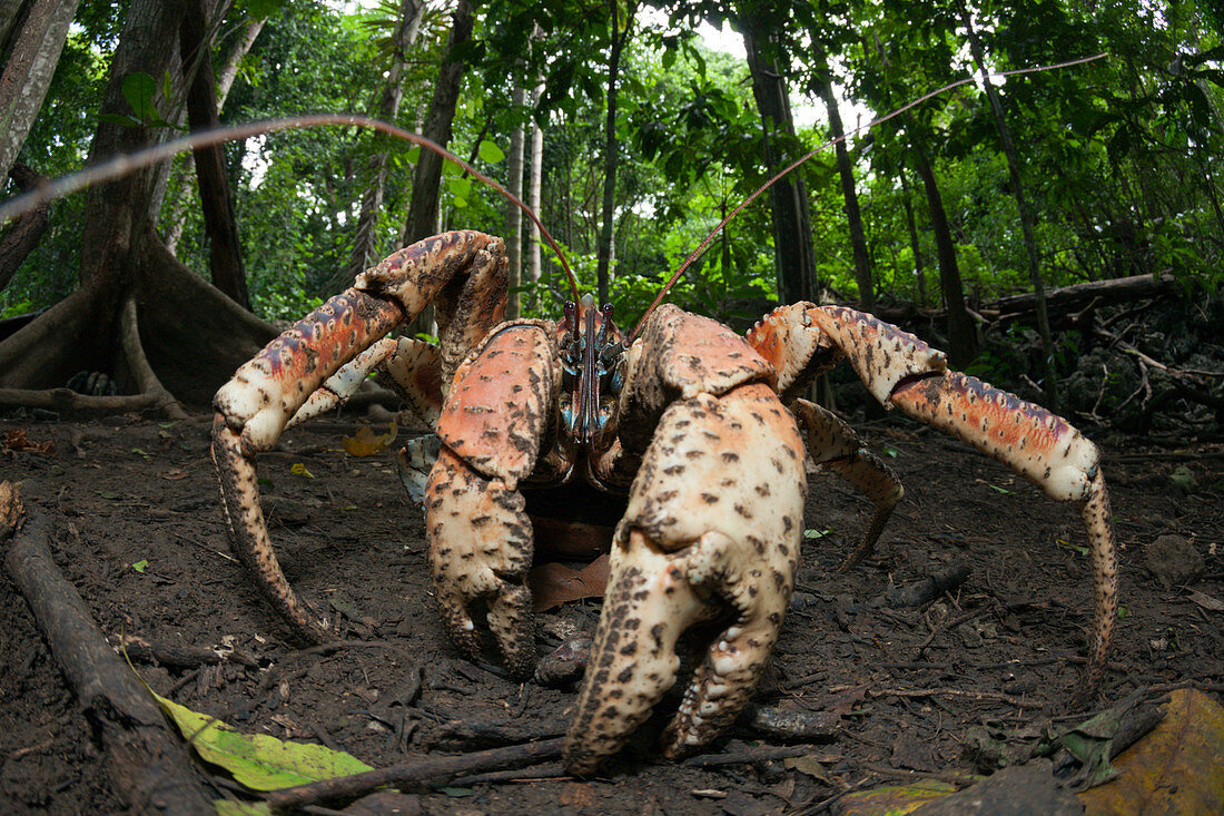 Robber Crab, Birgus latro, Christmas Island, Australia
