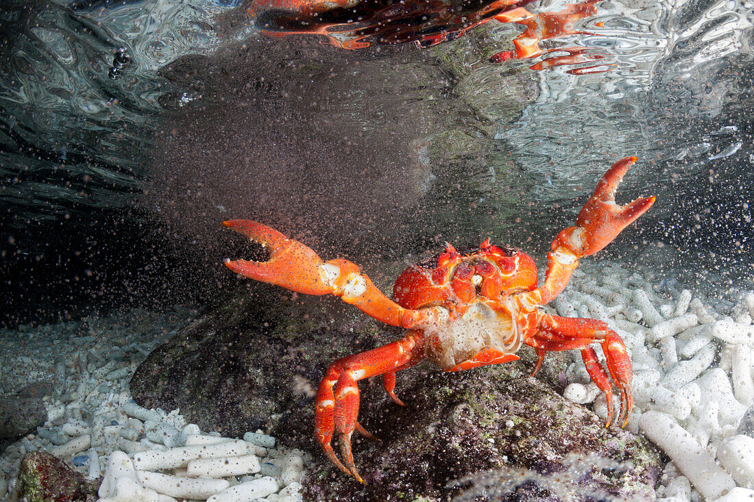 Weihnachtsinsel-Krabbe legt Eier im Meer ab, Gecarcoidea natalis, Weihnachstinsel, Australien