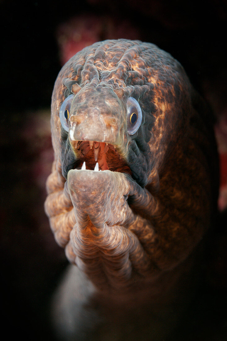 Portrait of Masked Moray, Gymnothorax breedeni, Christmas Island, Australia