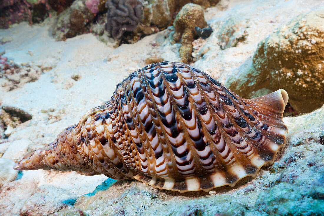 Giant Triton Shell, Charonia tritonis, Christmas Island, Australia