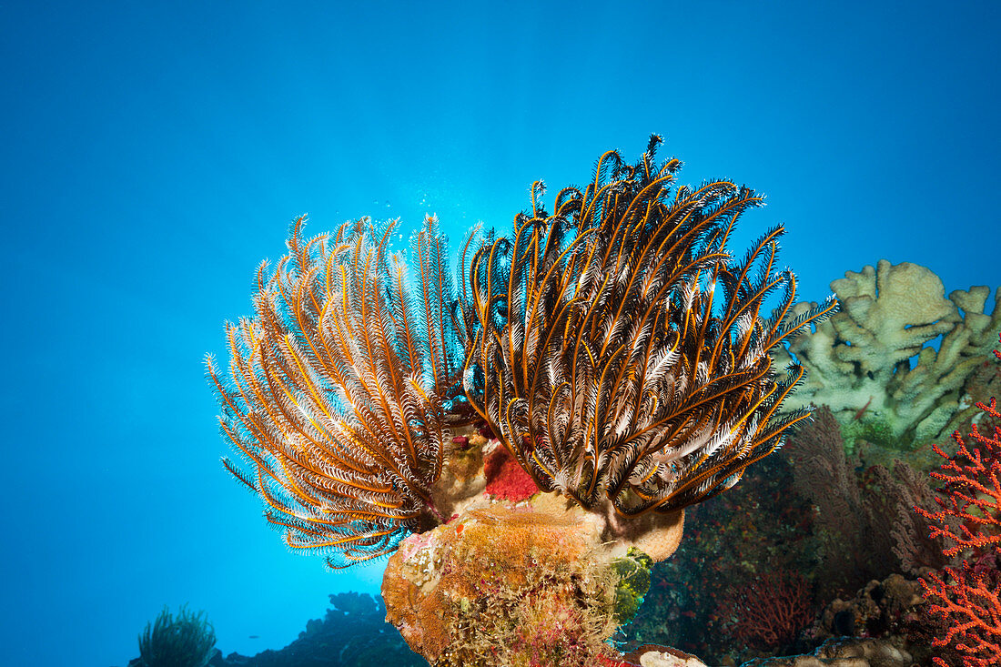 Feather Star in Coral Reef, Comantheria sp., Christmas Island, Australia