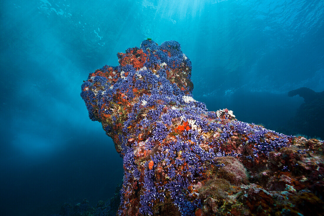 Violet Lace Corals in Surf zone, Distichopora violacea, Christmas Island, Australia