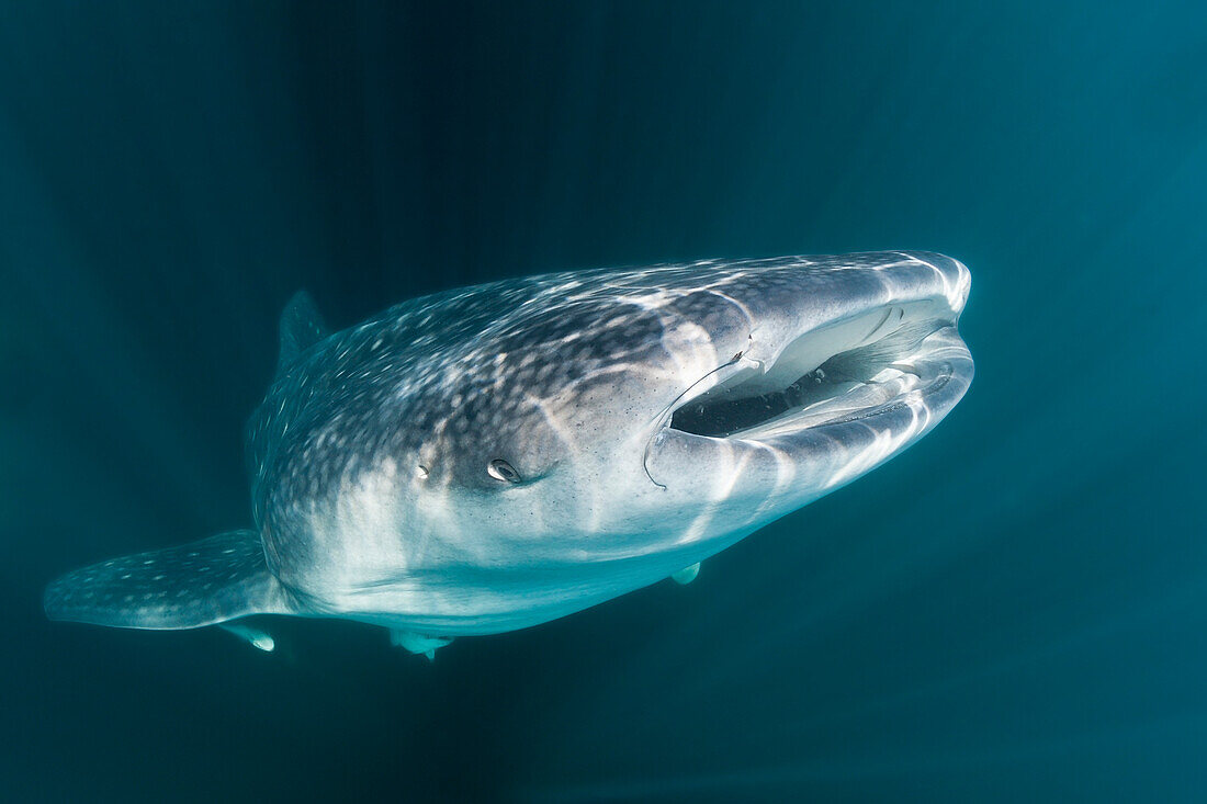 Whale Shark, Rhincodon typus, Christmas Island, Australia