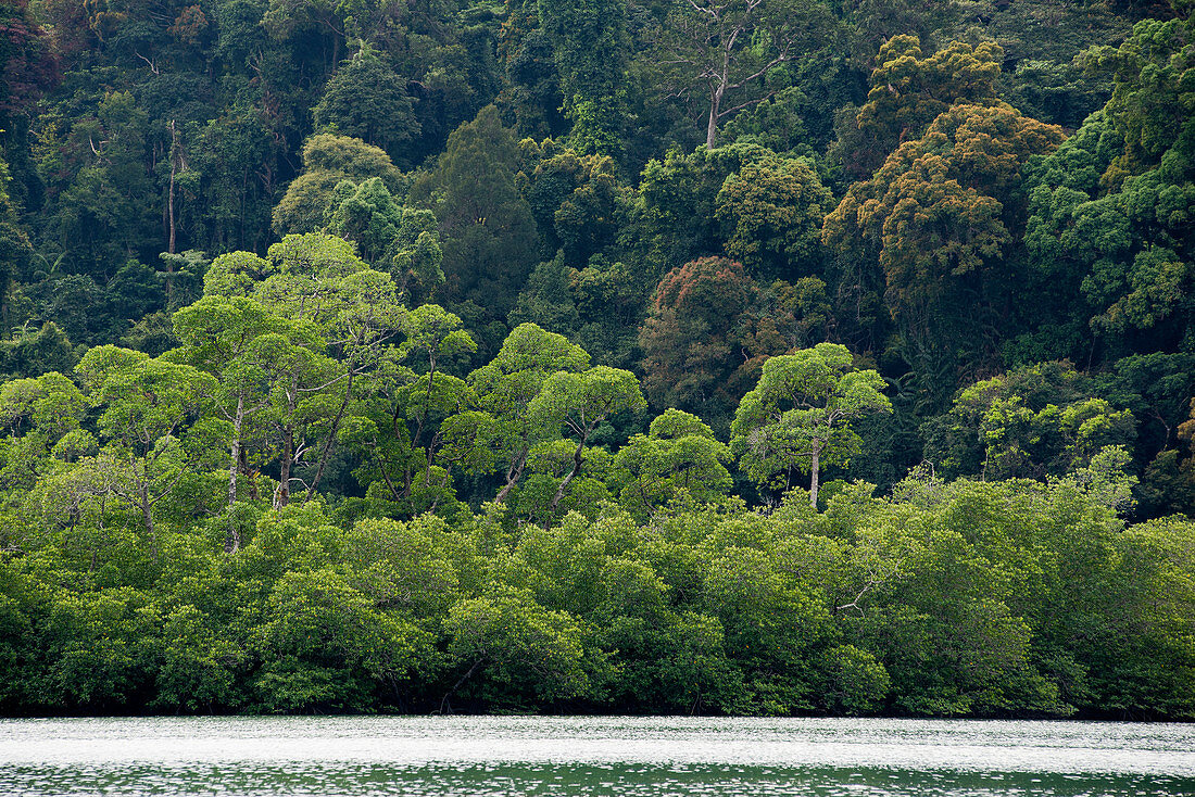 Mangrove forest in the marine park on Lampi Island in the Myeik Archipelago, Myanmar