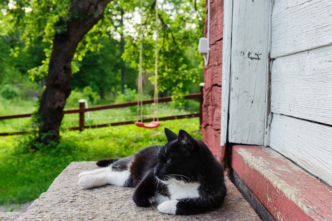 Katze ruht vor einem alten Schwedenhaus , Schweden