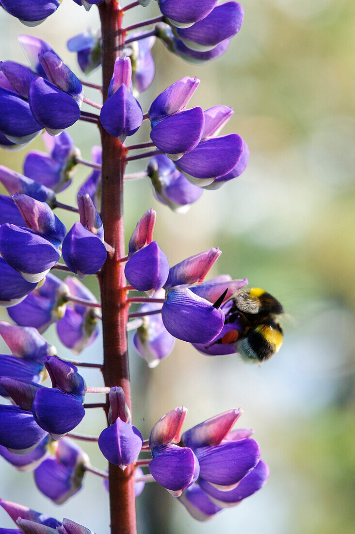 Hummel sammelt Nektar an einer Lupine , Schweden