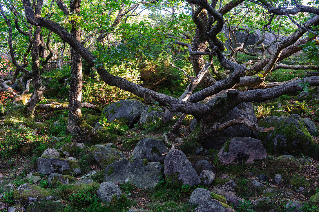 Alter Baum im Stora Amunddoen Naturpark , Schweden