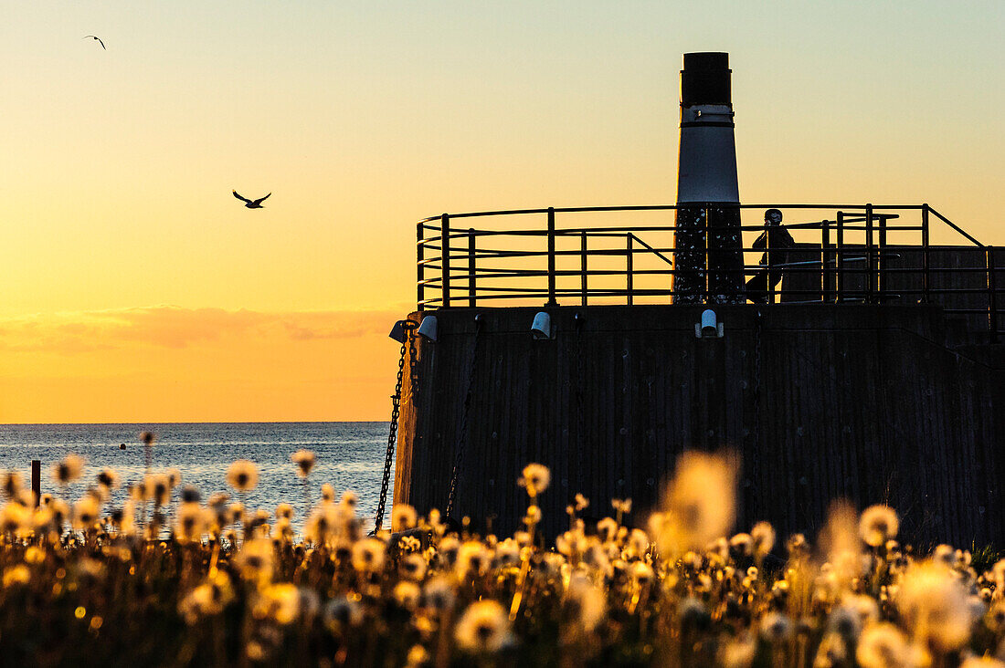 Pusteblumen im Abendlich am Jachthafen, Mann schaut in Sonnenuntergang, Saniertes Hafenareal, Malmö, Südschweden, Schweden