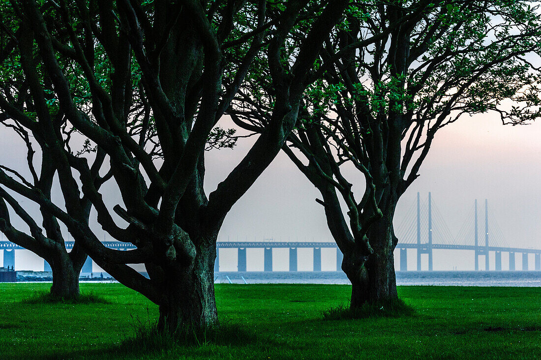 Morning mood in the park by the sea with old trees near Malmo, Oeresundbruecke, Malmo, Southern Sweden, SwedenSouth Sweden, Sweden