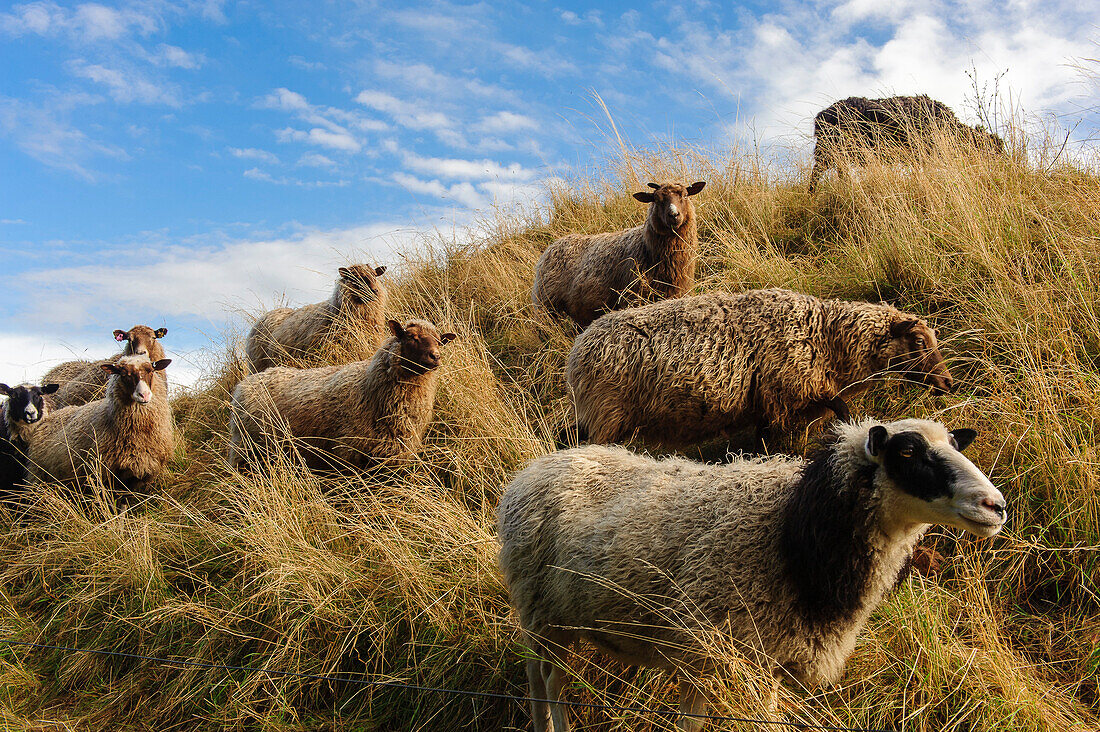 Citadel with sheep in Landskrona, Skane, Southern Sweden, Sweden