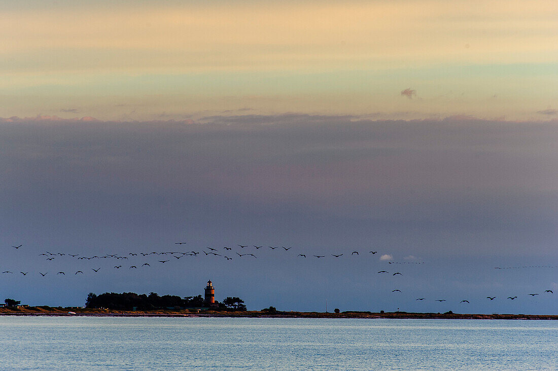Zugvögel und Leuchtturm bei Skanör med Falsterbo, Skane, Südschweden, Schweden