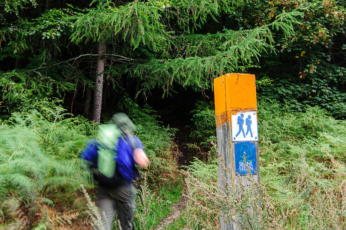 Landscape and hikers near Hackeberga, Skaneleden trail, forest Hackeberga, Skane, Southern Sweden, SwedenSüdschweden, Schweden