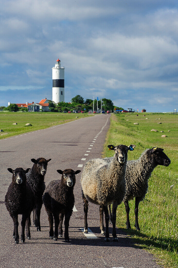Leuchturm Lange Jan auf Oeland. Freilaufende Schafe auf der Strasse , Schweden