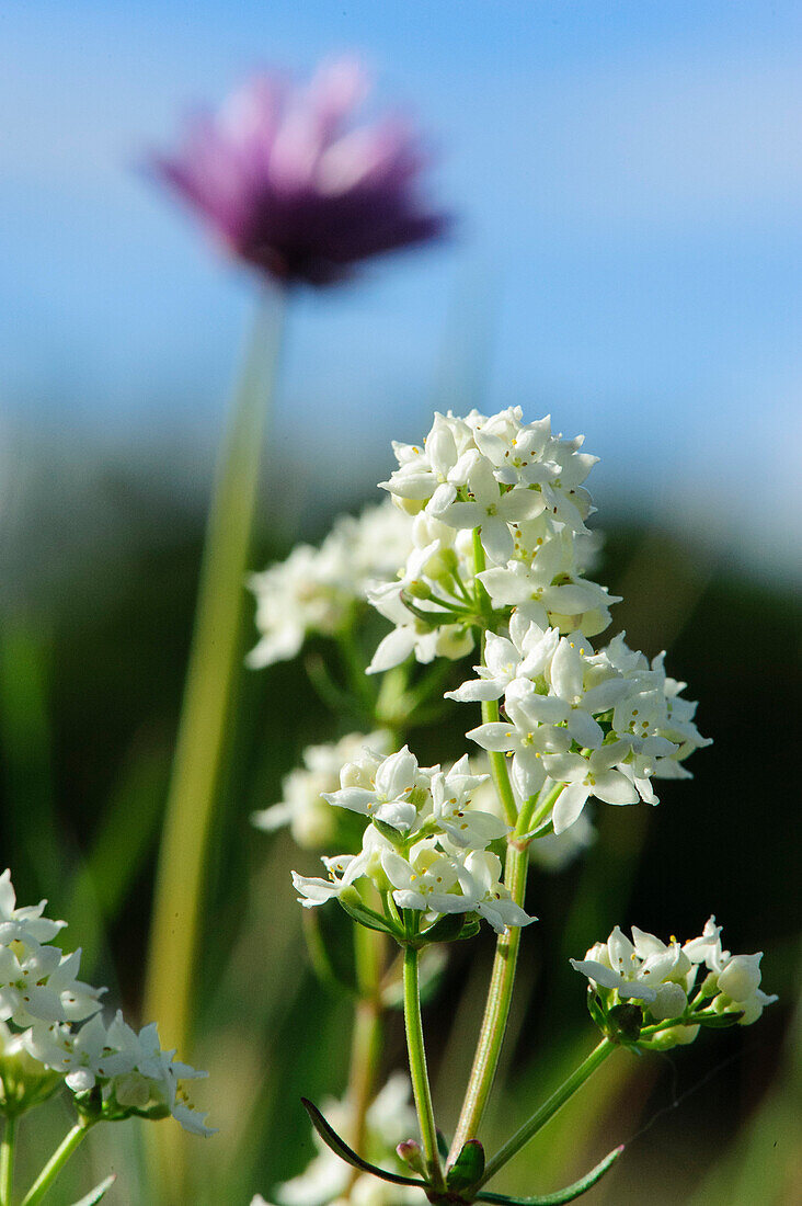 Wildblumen in Landschaft der Stora Alvar auf Oeland , Schweden