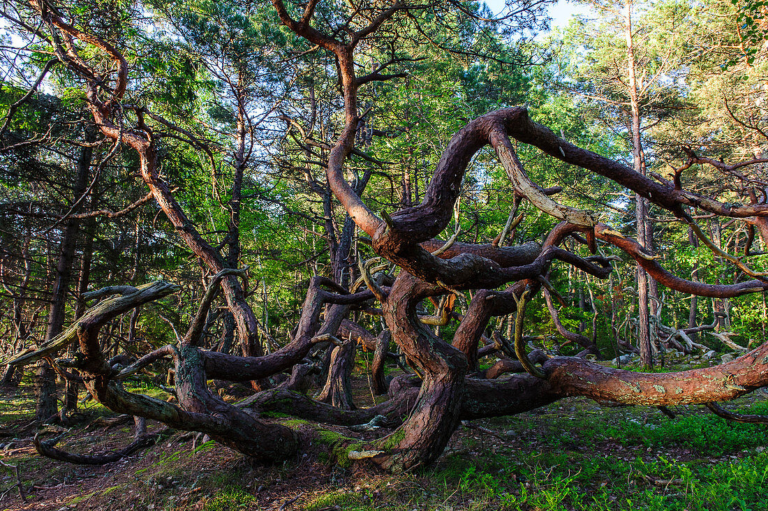 Troll forest with old trees in the north of Oeland. On the beach old shipwreck of wood., Schweden