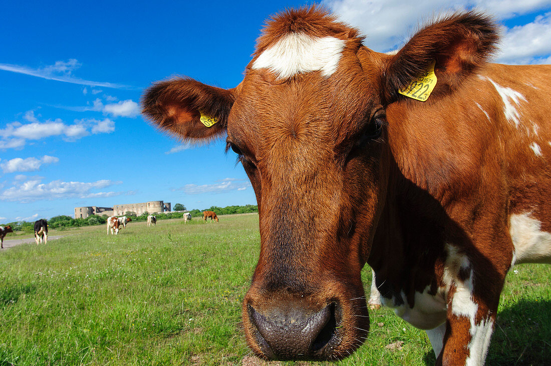 Cow looks into the camera Castle Borgholm Slott in the background, Schweden