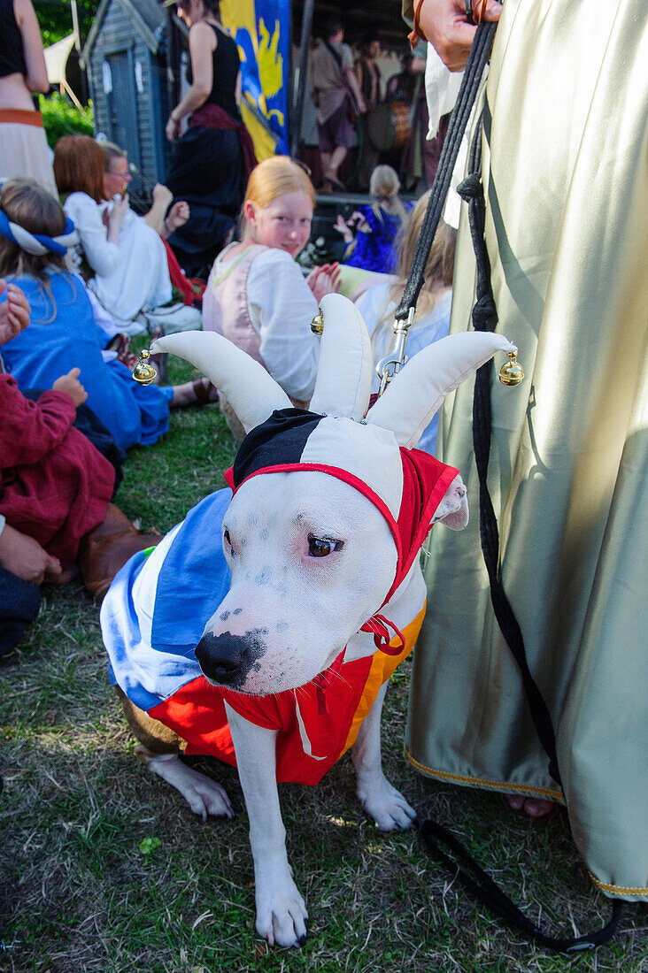 Dog in costume, medieval festival, Schweden