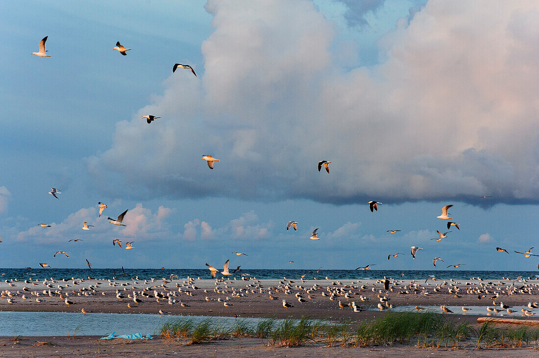 Wide sandy beach with many birds on Gotska Sandoe, The island / national park is located in the Baltic Sea north of Gotland., Schweden