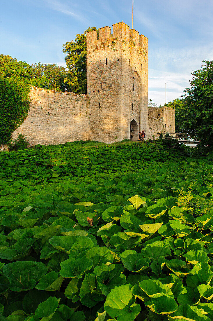 City wall with tower of the old town of Visby, Schweden