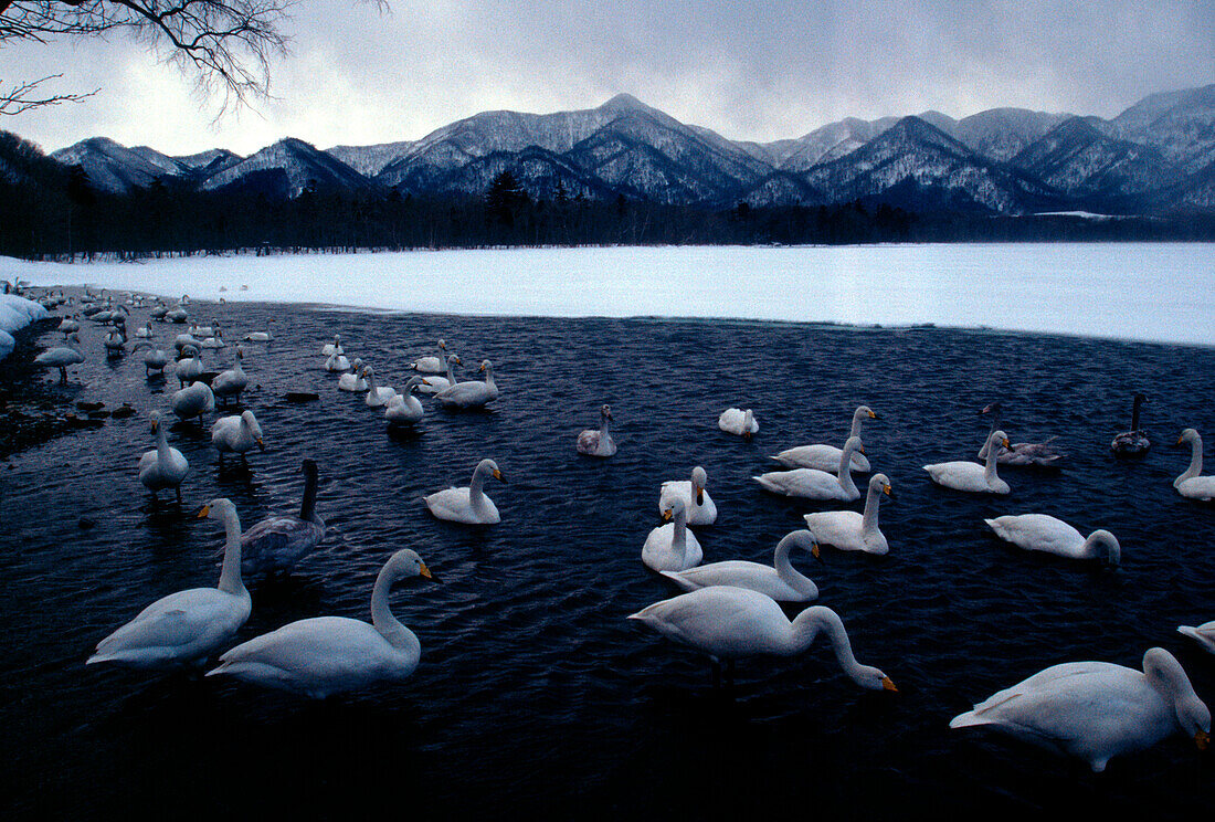 Swans in lake near mountain