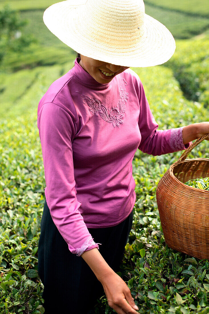 Worker harvesting tea in field