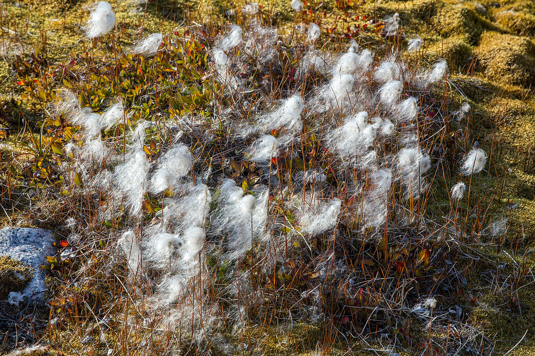 greenlandic cotton in the middle of the marshlands, ilulissat, greenland