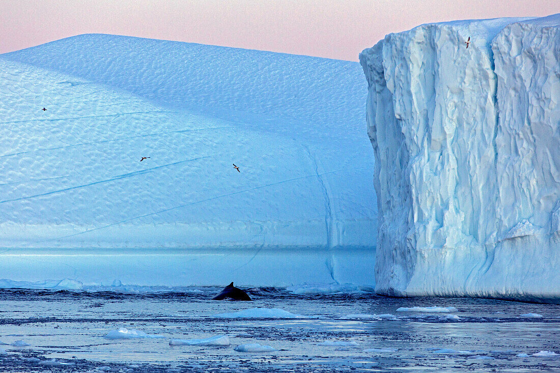 whale and seagulls in front of the icebergs in the ice fjord, jakobshavn glacier, 65 kilometres long, coming from the inlandsis, sermeq kujalleq, ilulissat, greenland