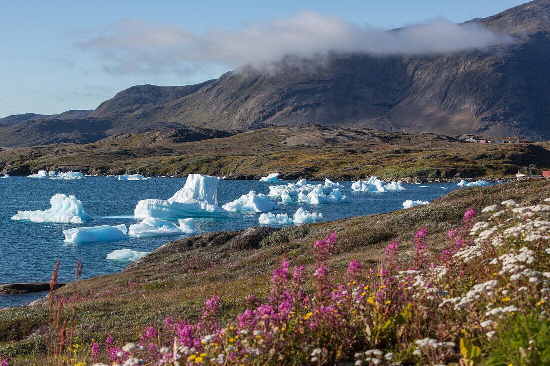 arctic landscape with the flora and the icebergs floating in the fjord of narsaq bay, greenland