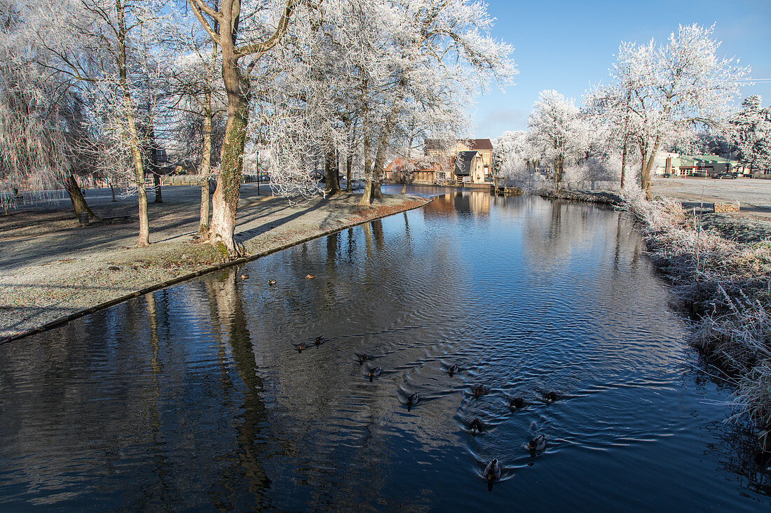 wild ducks and watermill on the banks of the risle river, frost in the white trees of winter, rugles (27), france