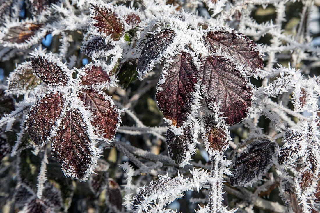 frost in the bramble leaves in winter, rugles (27), france