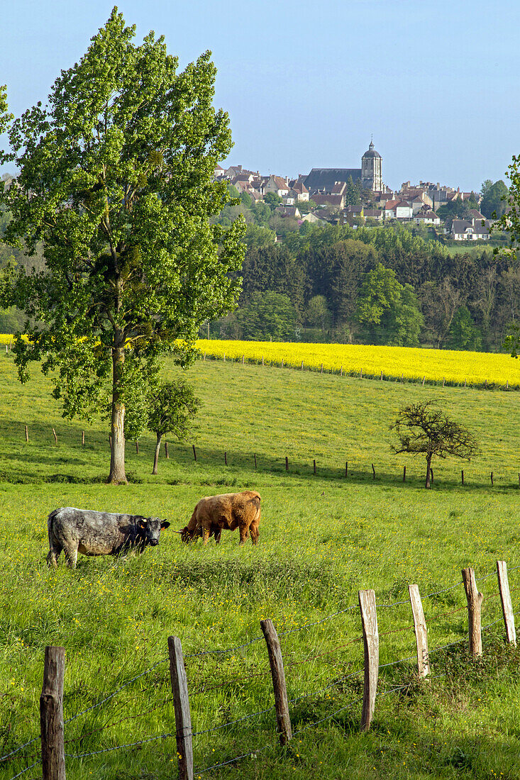 the countryside of the perche surrounding the village, belleme (61), town in the regional park of the perche, village of character, normandy, france