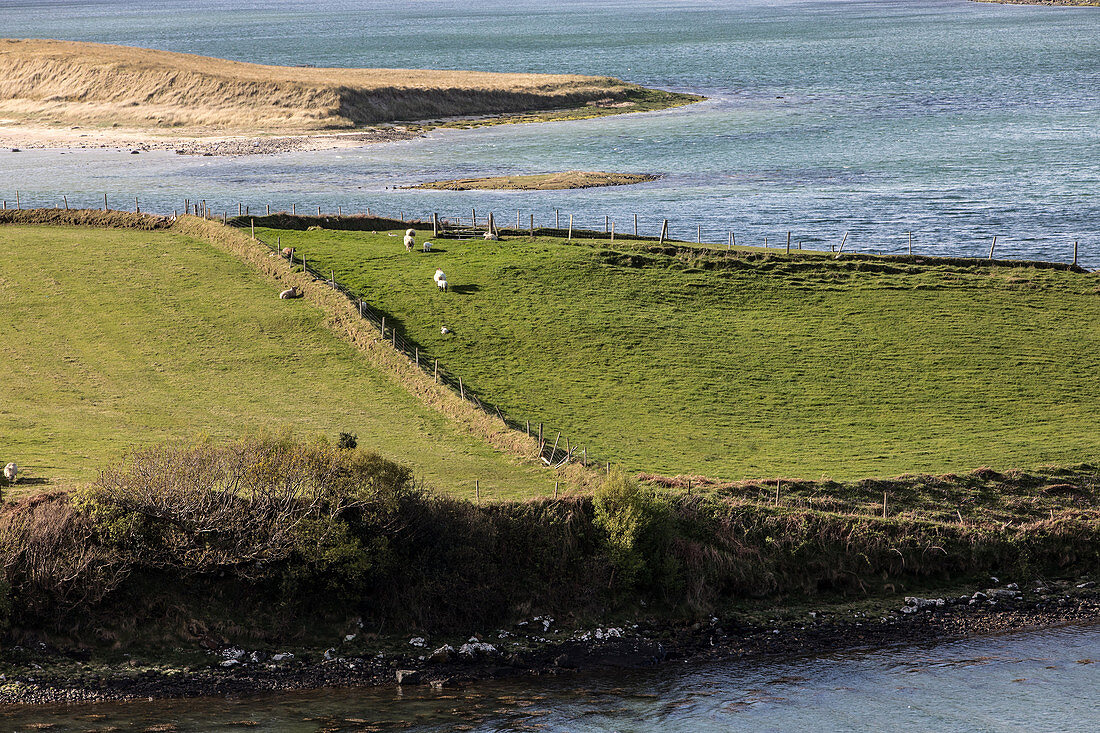 sheep farm on the island in ballyness bay, road to maghera, ardara, county donegal, ireland