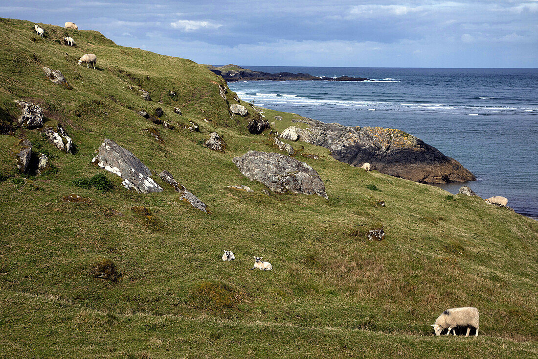 sheep on the ragged cliffs of gleann cholm cille, county donegal, ireland