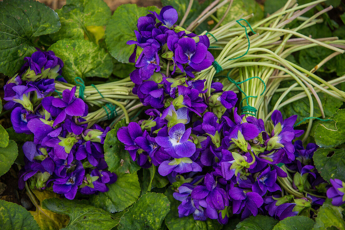 bouquets of violets, tourrettes sur loup, alpes-maritimes, provence-alpes-cote d'azur (06), france