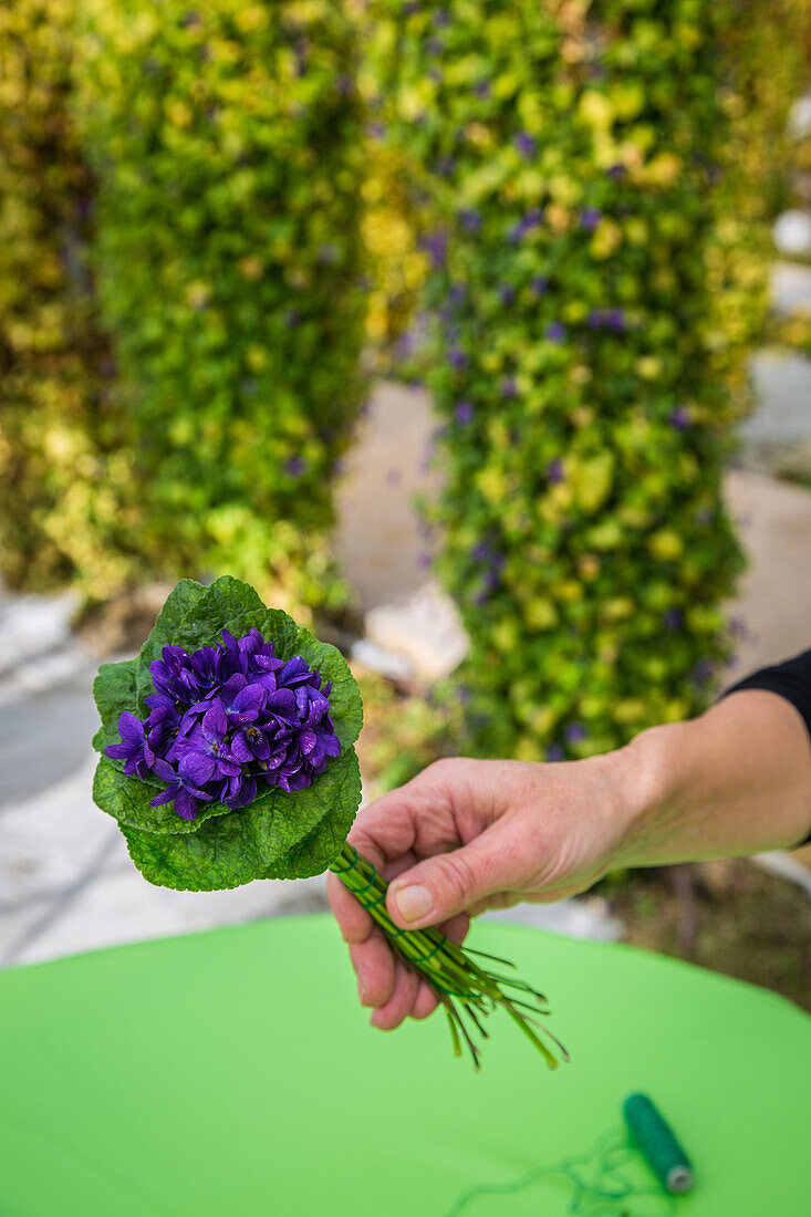 the bastide aux violettes, living museum of the violet, tourrettes sur loup, alpes-maritimes, provence-alpes-cote d'azur (06), france