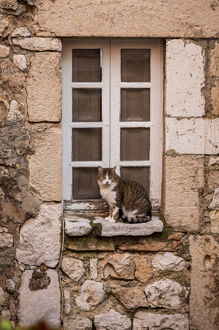 cat on a windowsill, village of tourrettes sur loup, alpes-maritimes, provence-alpes-cote d'azur (06), france