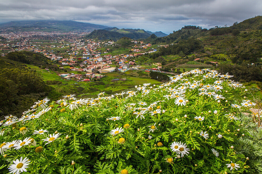 la laguna, island of tenerife, canary islands, spain, europe