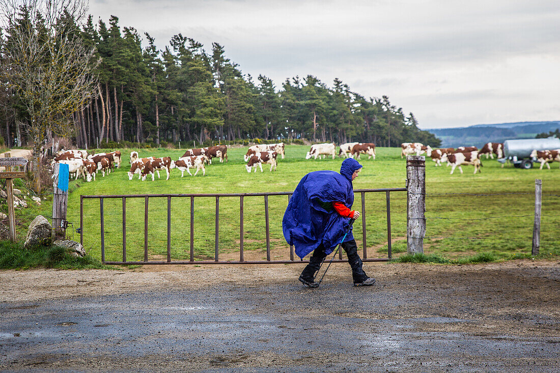 pilgrims and cows along the way of saint james near saugues (43), haute loire, region auvergne rhone alpes, france