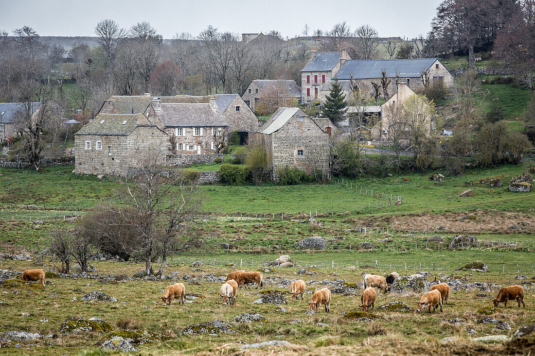 landscape of the aubrac, lozere with aubrac cows (48), lozere, region of occitanie, france