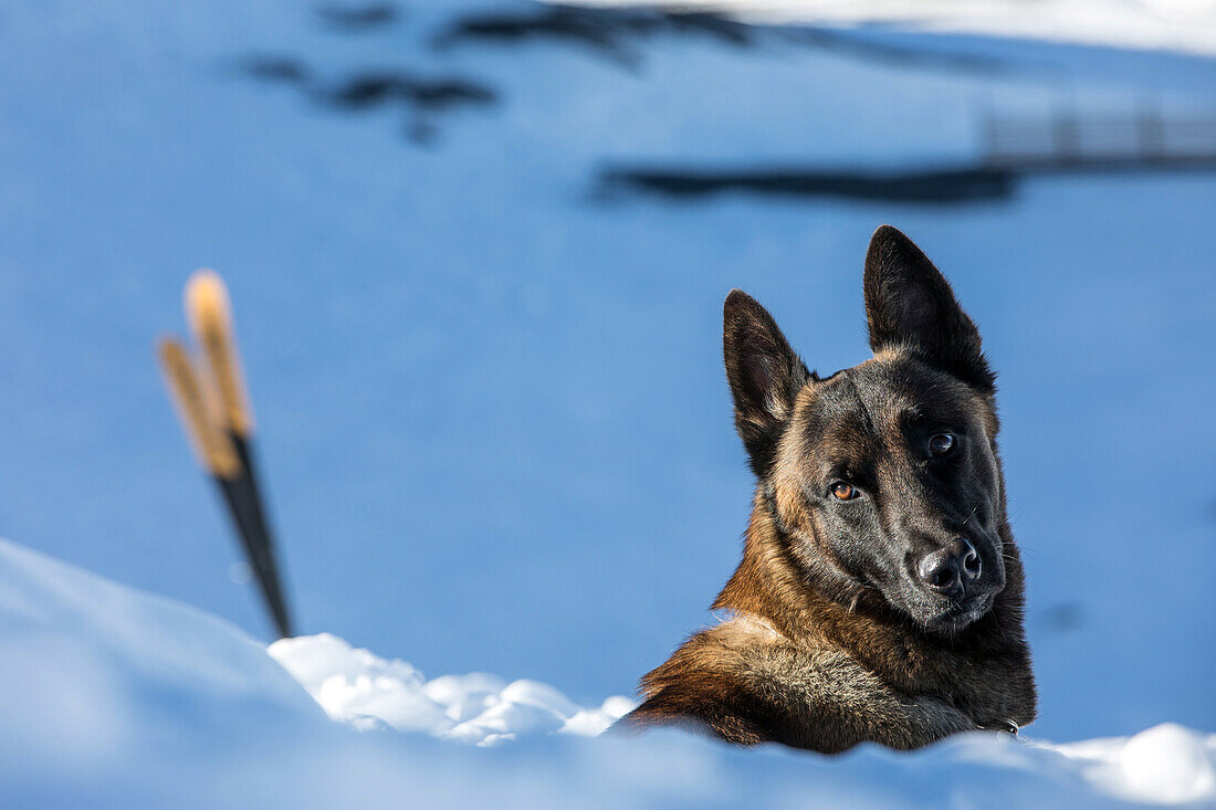 a belgian malinois, reporting on avalanche dog handlers, training organized by the anena with the approval of the civil security department, les-2-alpes (38), france