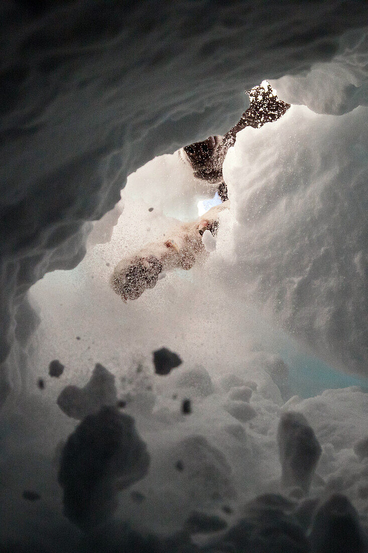 a belgian malinois scratching away to uncover a victim, reporting on avalanche dog handlers, training organized by the anena with the approval of the civil security department, les-2-alpes (38), france