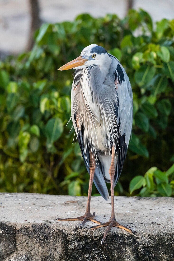 Adult Great blue heron (Ardea herodias), in the town of Puerto Baquerizo Moreno, Isla San Cristobal, Galapagos, Ecuador, South America